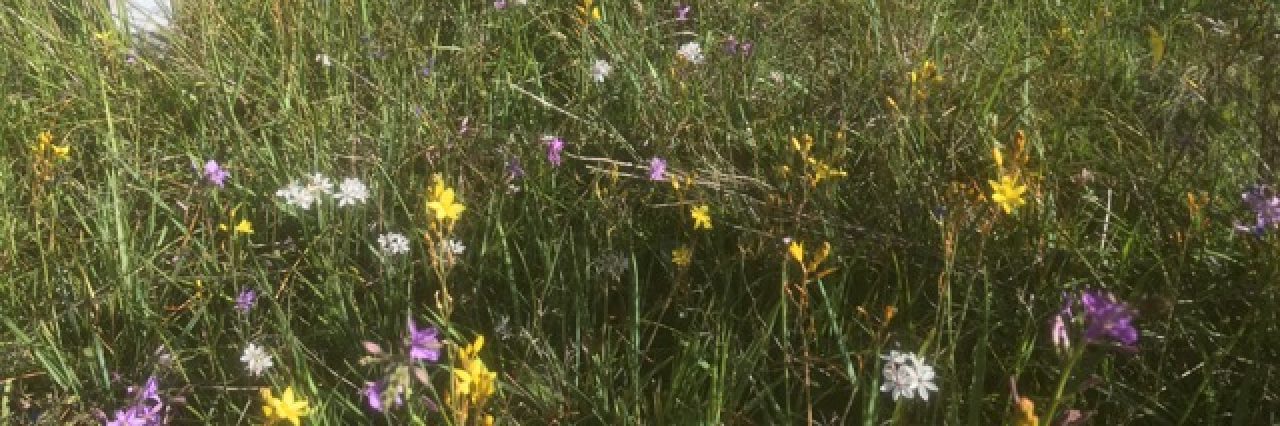 cropped-wildflowers-quarry-rd1.jpeg